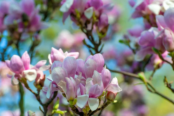 Frühling Magnolienblüten Natürliche Abstrakte Weiche Blumige Hintergrund — Stockfoto