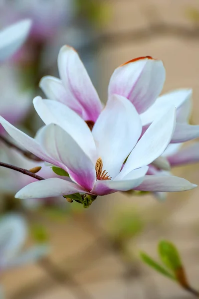 Frühling Magnolienblüten Natürliche Abstrakte Weiche Blumige Hintergrund — Stockfoto