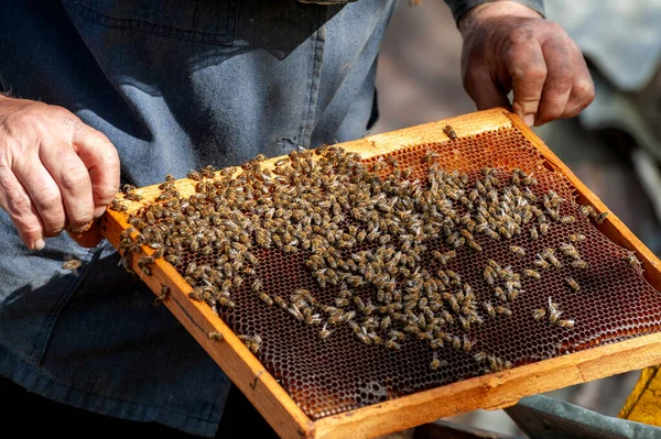 Beekeeper Examines Bees Honeycombs Hands Honeycomb Honey — Stock Photo, Image