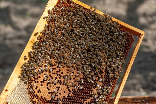 Beekeeper Examines Bees Honeycombs Hands Honeycomb Honey — Stock Photo, Image