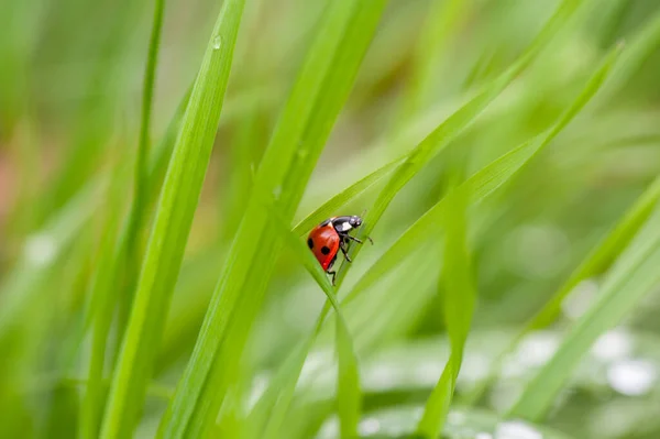 Ein Marienkäfer Auf Einem Grünen Blatt Aufgenommen Einem Makrofoto — Stockfoto