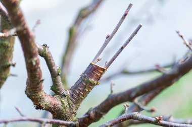 Bahar grefti. Çiftçi meyve bahçesine bakar.
