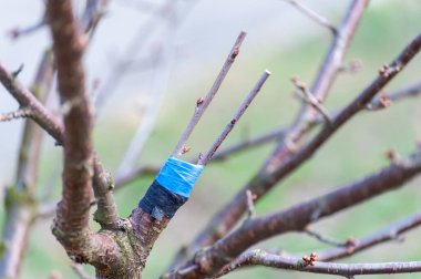 Bahar grefti. Çiftçi meyve bahçesine bakar.
