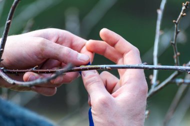Bahar grefti. Çiftçi meyve bahçesine bakar.