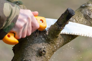 Bahar ağaçlarını buduyor. Çiftçi meyve bahçesine bakar.
