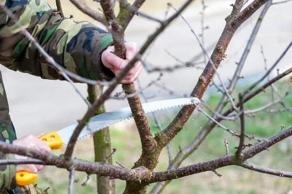 Spring Pruning Trees Farmer Looks Orchard — Stock Photo, Image