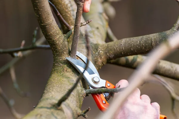 Vårbeskärning Träd Bonden Tar Hand Fruktträdgården — Stockfoto