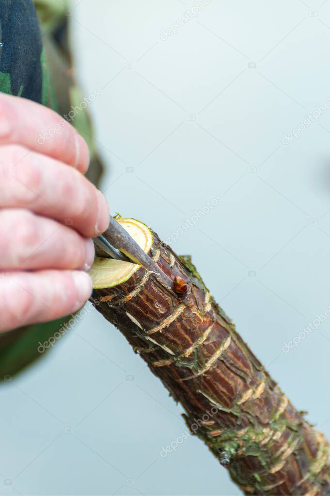 Spring grafting of trees.  The farmer looks after the orchard