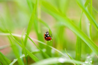 Yeşil bir yaprağın üzerinde oturan bir uğur böceği makro bir fotoğrafa yakalanmış.
