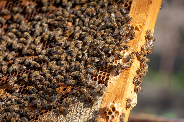 Beekeeper Examines Bees Honeycombs Hands Honeycomb Honey — Stock Photo, Image