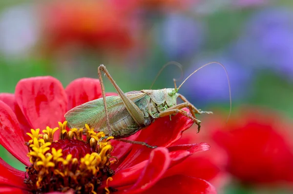 Locust Grass Hopper Differential Grasshopper Hanging Out Summer Meadow — Stock Photo, Image