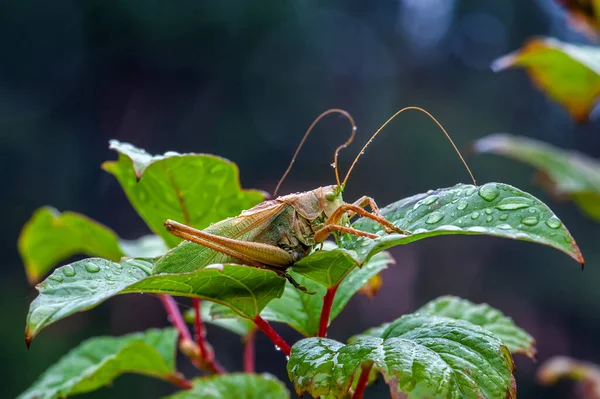 Locust Trávník Hopper Diferenciální Kobylka Poflakující Letní Louce — Stock fotografie