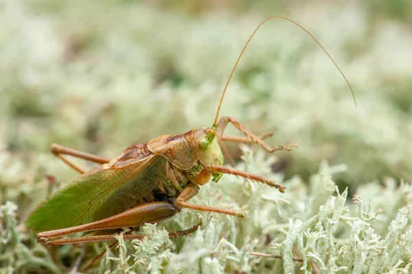 Gafanhoto Grass Hopper Gafanhoto Diferencial Num Prado Verão — Fotografia de Stock