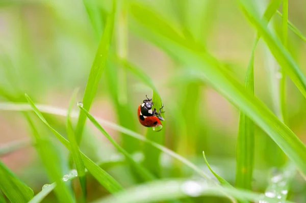 Ein Marienkäfer Auf Einem Grünen Blatt Aufgenommen Einem Makrofoto — Stockfoto