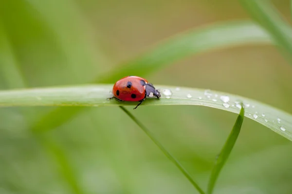 Ein Marienkäfer Auf Einem Grünen Blatt Aufgenommen Einem Makrofoto — Stockfoto