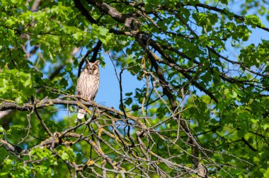 Kozalaklı ağaçta oturan uzun kulaklı baykuş.