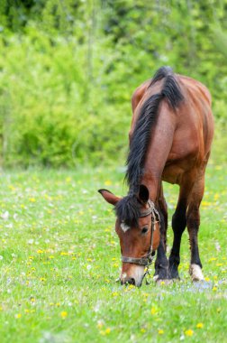Güneşli bir günde çiftlikte çimen yiyen kahverengi at. Çiftlik atı kırsalda otluyor. 