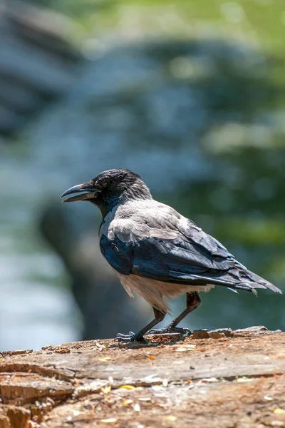 Κουκουλοφόρο Κοράκι Corvus Cornix Κουκουλοφόρο Crow Hooded Crow Corvus Cornix — Φωτογραφία Αρχείου