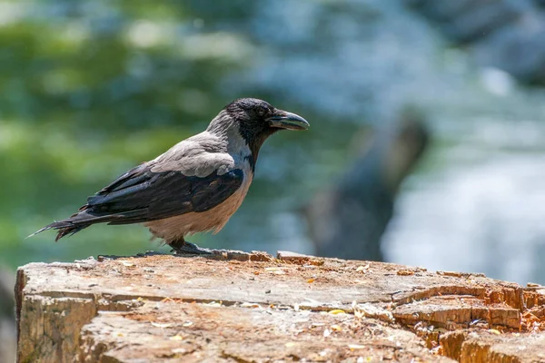 Κουκουλοφόρο Κοράκι Corvus Cornix Κουκουλοφόρο Crow Hooded Crow Corvus Cornix — Φωτογραφία Αρχείου