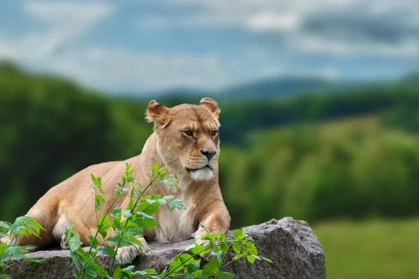 Une Seule Lionne Trouve Attentivement Dans Herbe Verte Courte — Photo