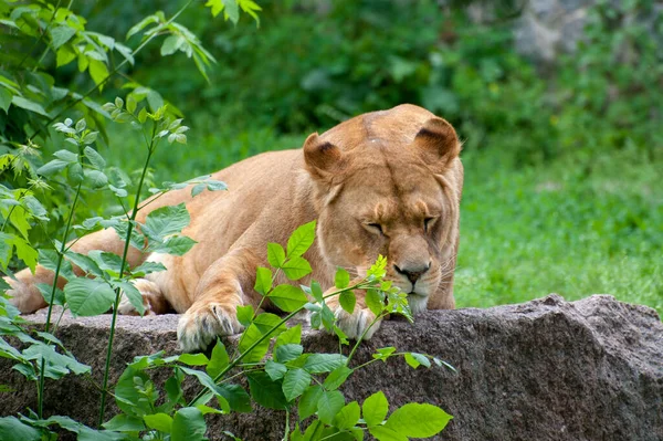 Une Seule Lionne Trouve Attentivement Dans Herbe Verte Courte — Photo