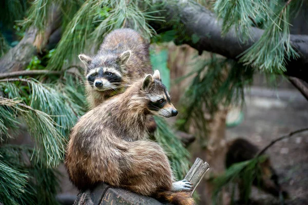 Raccoons Procyon Lotor Stare Out Out Tree — Stock Photo, Image