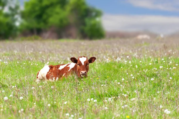 Junges Kalb Wird Großaufnahme Auf Einer Wiese Beweidet Kälber Draußen — Stockfoto