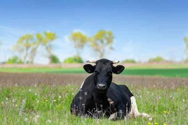 奶牛躺在草地上 在夏天的牧场上放牛 — 图库照片