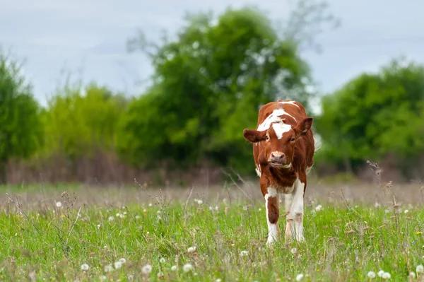 小牛犊在草地上吃草 外面牧场上的小牛犊 — 图库照片