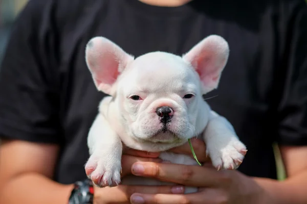 Boy carries white french bulldog puppy in hand. — Φωτογραφία Αρχείου