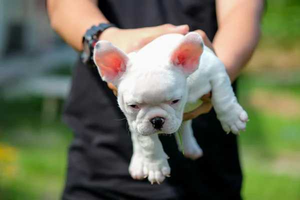 Menino carrega branco francês bulldog cachorro na mão . — Fotografia de Stock