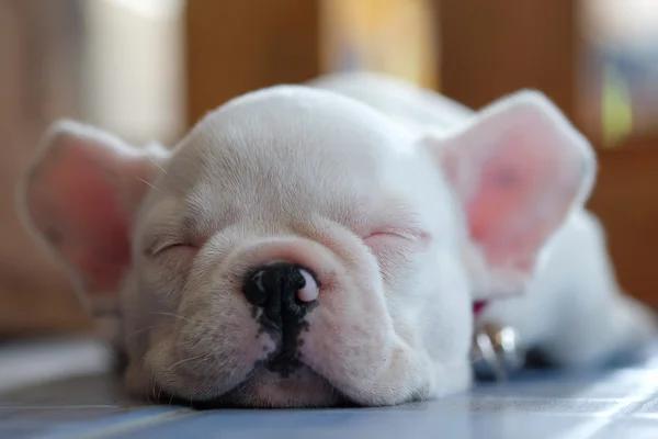 Bulldogs beyaz katta uyuyan genç Fransız. — Stok fotoğraf