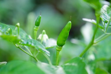 Ağaç üzerinde taze yeşil biber.