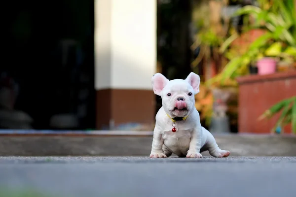 Young french bulldogs bhite tongue sit on the cement floor. Royalty Free Stock Images