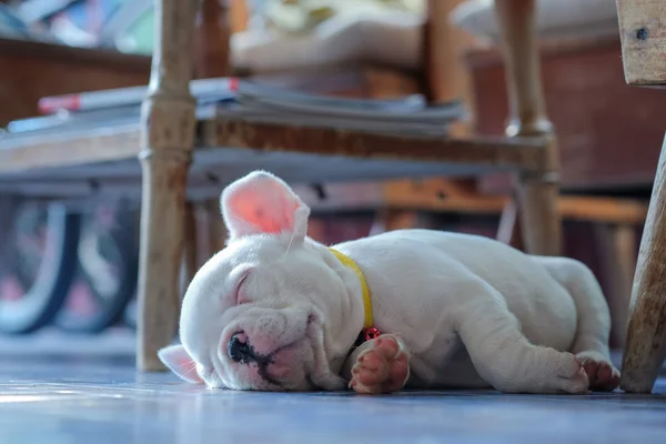 Jovem bulldog francês branco dormindo no chão . — Fotografia de Stock
