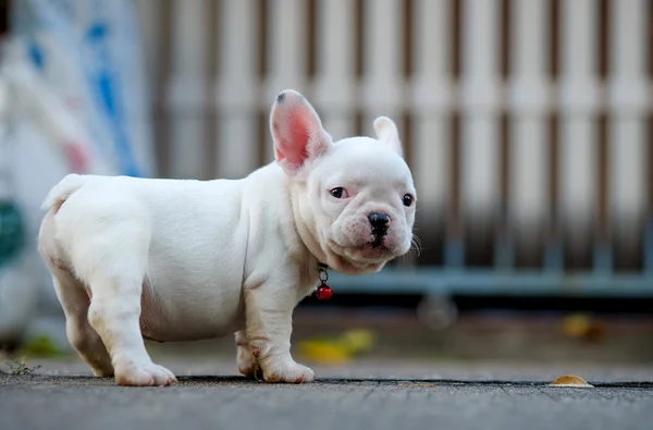 Fiatal francia bulldog, fehér, játszik a padlón. — Stock Fotó