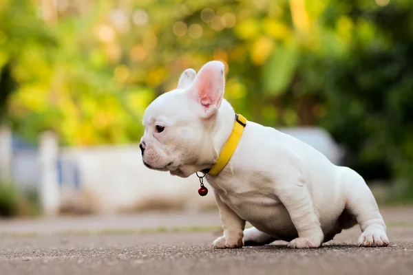 Jeune bouledogue français blanc Jouer sur le sol . — Photo