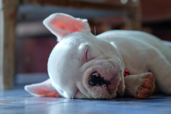 Jovem bulldog francês branco dormindo no chão . — Fotografia de Stock