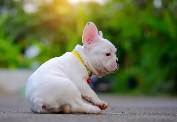 Obésité canine, Jeune bouledogue français blanc Jouer sur la flo ciment — Photo