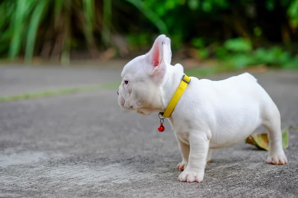 Kutya hájasság, fiatal francia bulldog, fehér, a cement flo játék — Stock Fotó