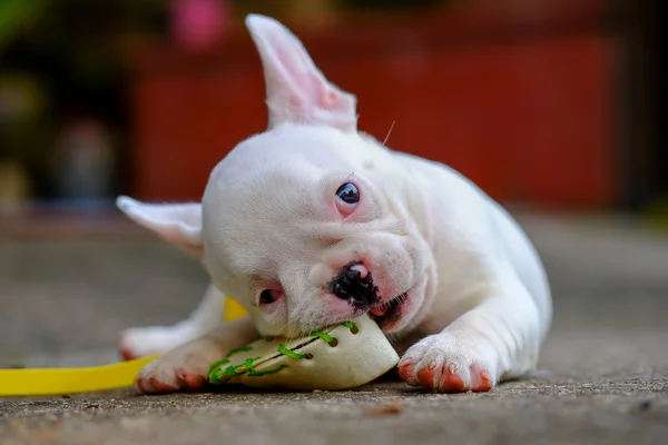 Obesidade do cão, jovem bulldog francês branco um nibble brinquedos no ceme — Fotografia de Stock