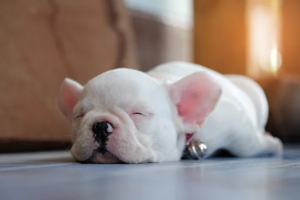 Bulldogs beyaz katta uyuyan genç Fransız.