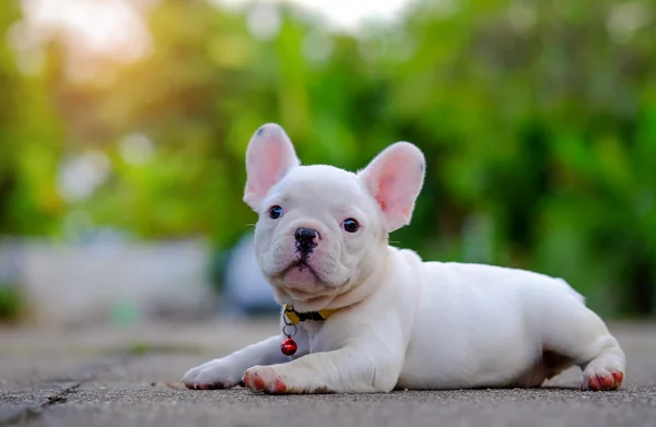 โรคอ้วนสุนัข,หนุ่มฝรั่งเศส bulldog ขาว เล่นบนพื้นซีเมนต์ — ภาพถ่ายสต็อก