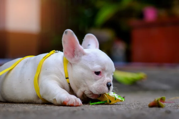 Kutya hájasság, fiatal francia bulldog fehér egy falat játékokat a ceme — Stock Fotó