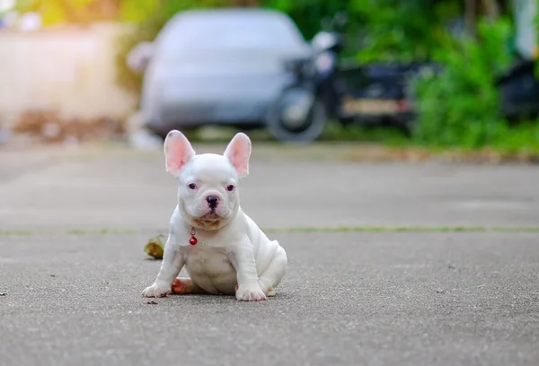 Dog Adipositas, junge französische Bulldogge weiß spielt auf dem Zement flo — Stockfoto