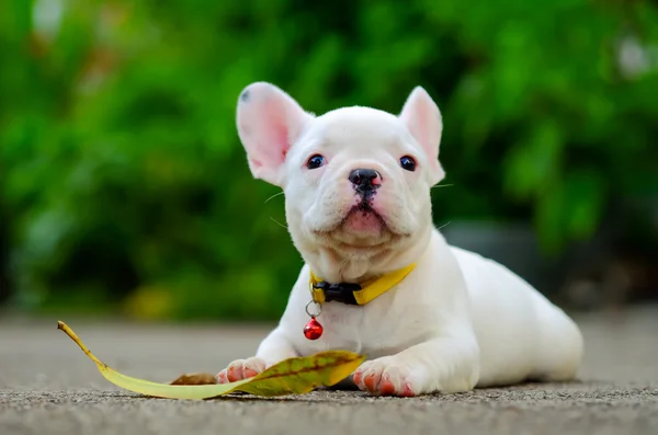 Köpek obezite, genç Fransız buldozer çimento flo oynayan beyaz — Stok fotoğraf