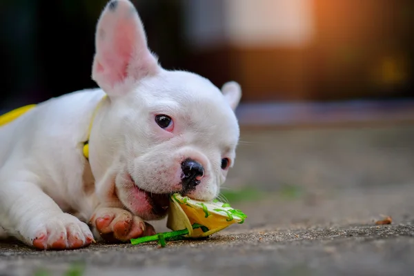 Kutya hájasság, fiatal francia bulldog fehér egy falat játékokat a ceme — Stock Fotó