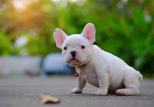 Cane obesità, Giovane bulldog francese bianco Giocare sul cemento flo — Foto Stock