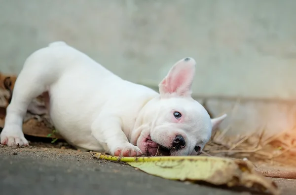Jovem bulldog francês branco jogando no chão de cimento . — Fotografia de Stock