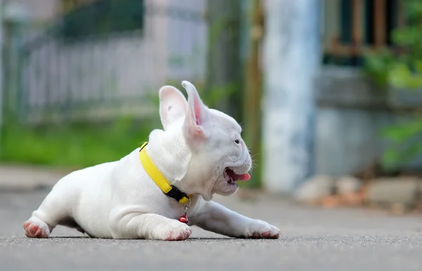 Joven bulldog francés blanco acostado en el suelo de hormigón . —  Fotos de Stock